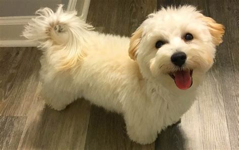 myltiporm|Malti Pom .